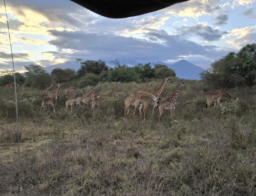 Deze reis was absoluut onvergetelijk: op bezoek bij Maasai, op safari en zwemmen met walvishaaien.