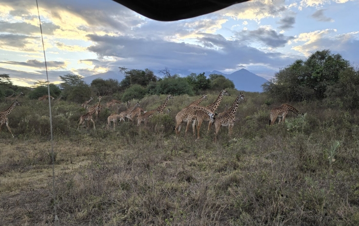 Arusha NP giraffen met op de achtergrond de Kilimanjaro.