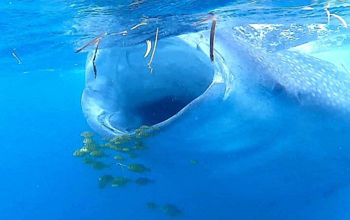 Whale shark bij Mafia Island Tanzania