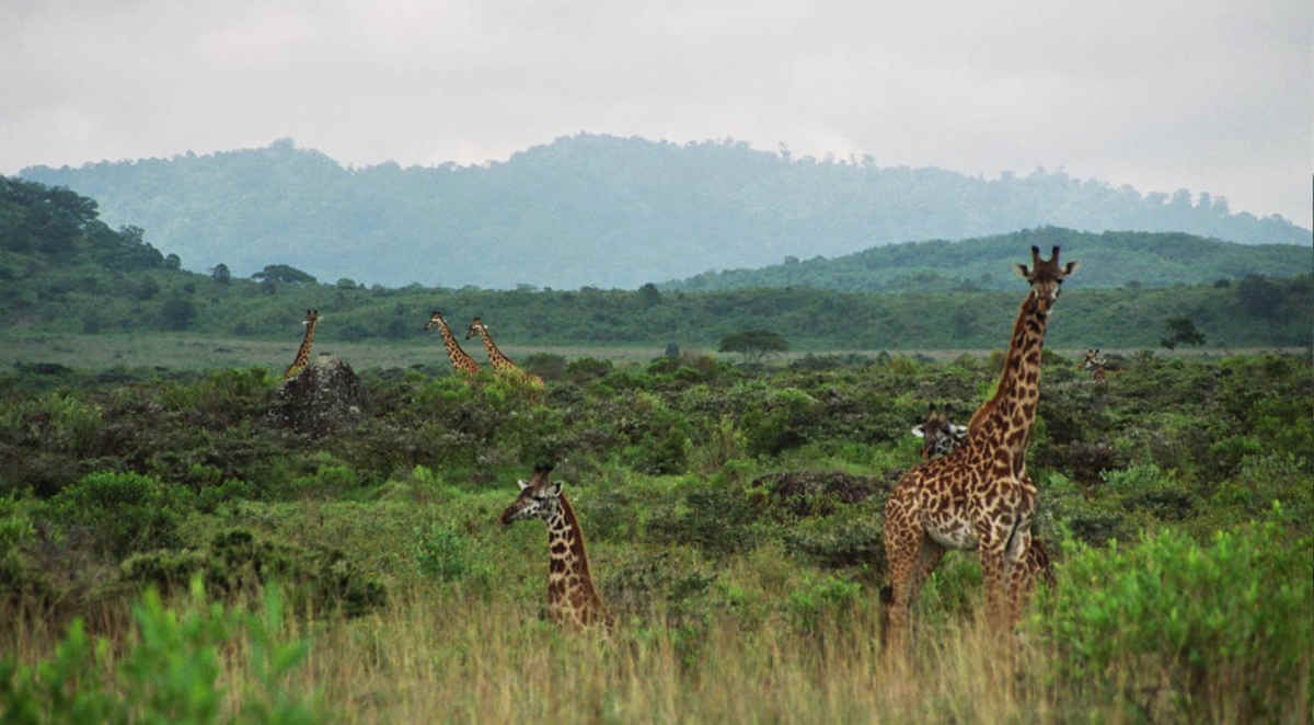 Arusha NP, Tanzania