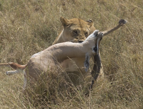 Safari Tanzania fotoverslag – Auke Hoekstra