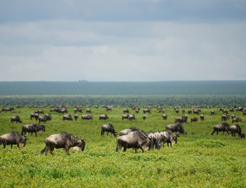 Na 18 jaar weer met de familie op safari!