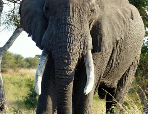 Foto verslag safari Tanzania en Zanzibar – Jan-Joris en Marlous