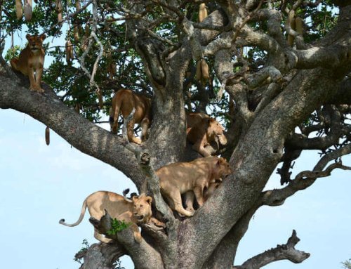 Boomklimmende leeuwen alleen in Lake Manyara NP?