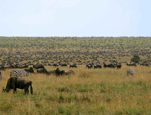 Safari:  Kerst in de Serengeti, Oud en Nieuw op de eilanden van Zanzibar