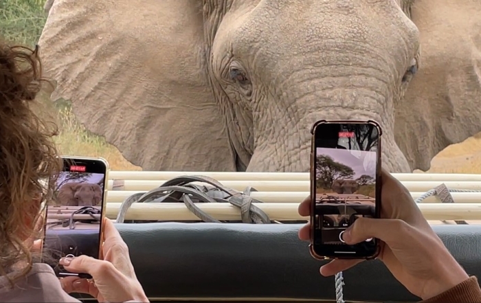 Oog in oog met een olifant tijdens een prive safari in Tanzania