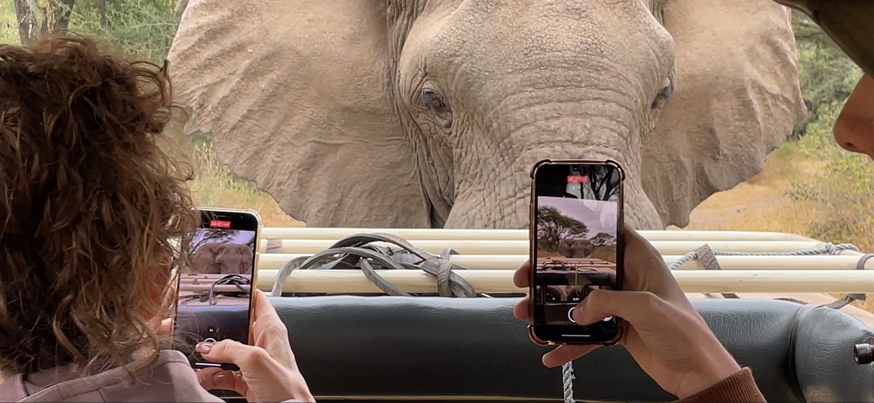 Oog in oog met een olifant tijdens een prive safari in Tanzania