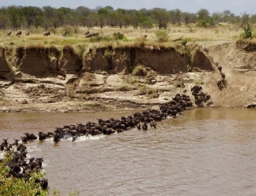 Wat is de beste tijd om de grote Serengeti trek te zien?