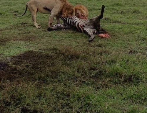 Met Nieuwjaar op safari in de Serengeti!