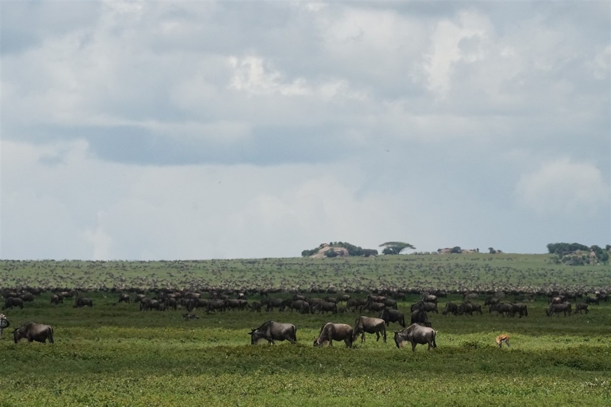 Serengeti zuid bij kopjes met gnoe kuddes