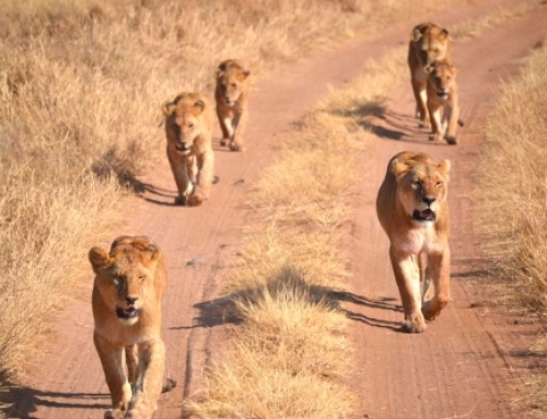 Tent safari Tanzania – Lucas, Carolien, JoAn (16), Lisa (16) en Maarten (13). Overall: 9