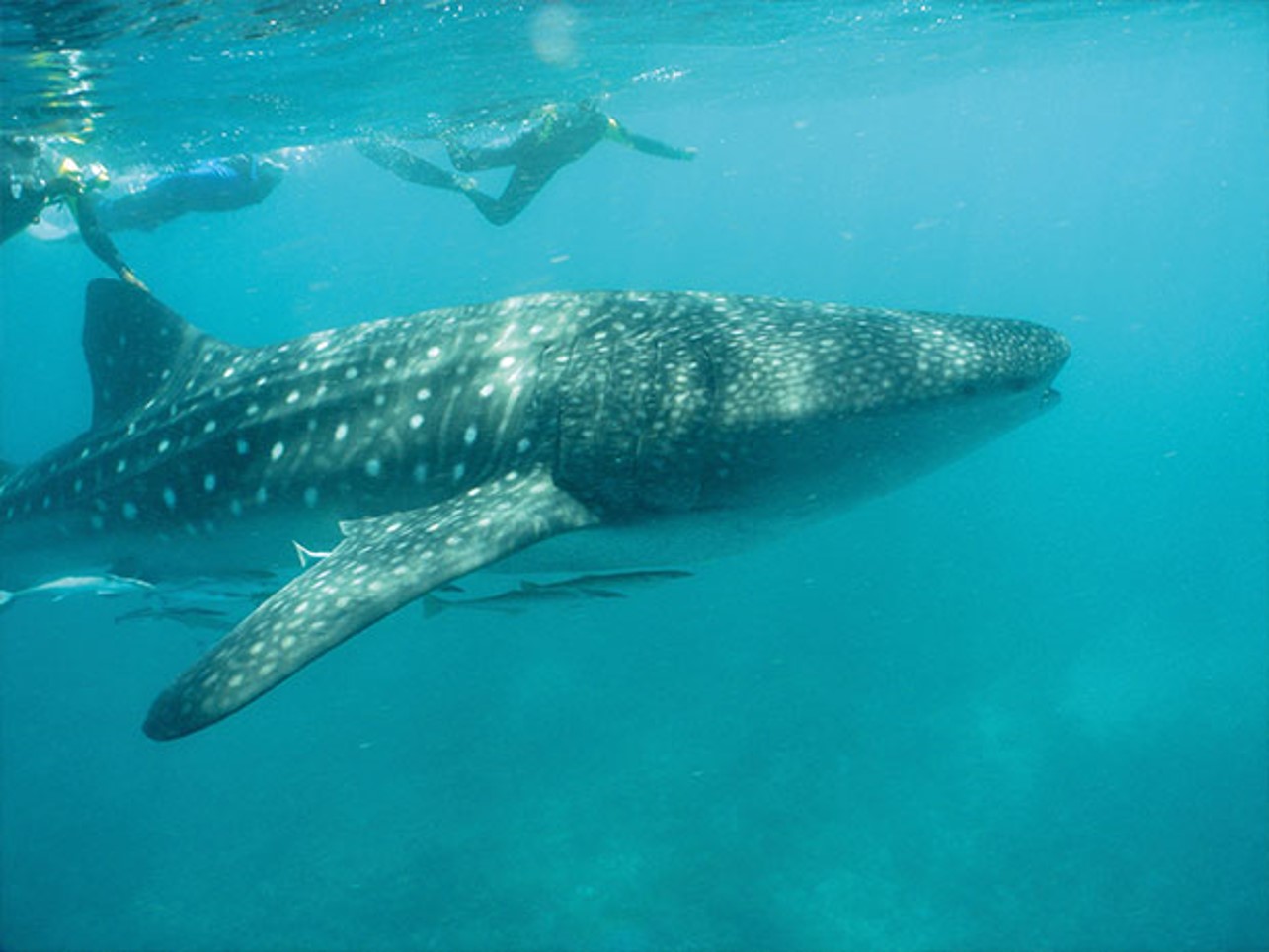 Whale shark Mafia island Tanzania